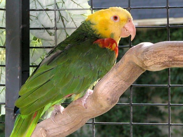 yellow headed green parrot